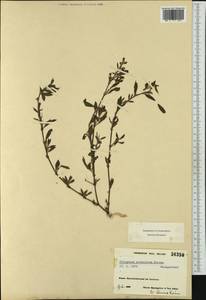 Muehlenbeckia axillaris (Hook. fil.) Walp., Western Europe (EUR) (France)