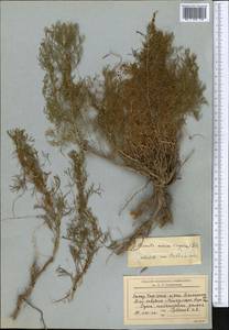Cuscuta pellucida Butkov, Middle Asia, Western Tian Shan & Karatau (M3) (Kyrgyzstan)
