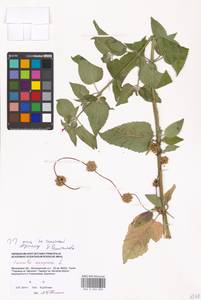 Cuscuta europaea L., Eastern Europe, Moscow region (E4a) (Russia)