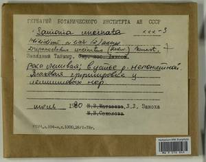 Ptilidium ciliare (L.) Hampe, Bryophytes, Bryophytes - Krasnoyarsk Krai, Tyva & Khakassia (B17) (Russia)