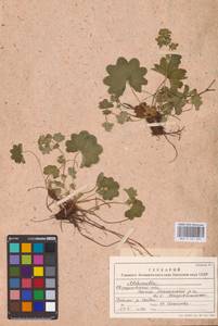 Alchemilla, Eastern Europe, Eastern region (E10) (Russia)