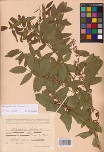 Glycyrrhiza glabra L., Eastern Europe, Eastern region (E10) (Russia)