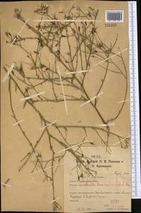 Chondrilla brevirostris Fisch. & C. A. Mey., Middle Asia, Northern & Central Kazakhstan (M10) (Kazakhstan)