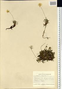 Dryas octopetala L., Siberia, Western Siberia (S1) (Russia)