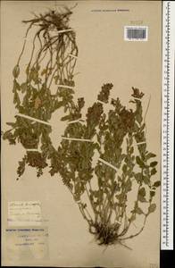 Teucrium chamaedrys L., Caucasus, Krasnodar Krai & Adygea (K1a) (Russia)