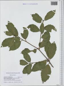 Quercus ilex L., Caucasus, Black Sea Shore (from Novorossiysk to Adler) (K3) (Russia)