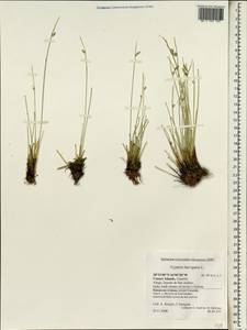 Cyperus laevigatus L., Africa (AFR) (Spain)