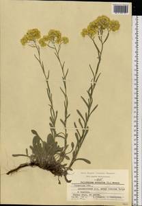 Helichrysum arenarium (L.) Moench, Eastern Europe, Central region (E4) (Russia)