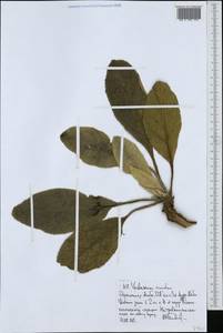 Verbascum sinuatum L., Africa (AFR) (Ethiopia)
