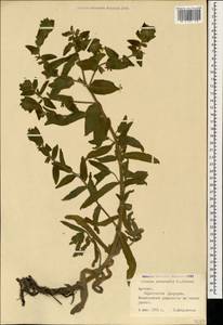 Alkanna orientalis (L.) Boiss., Caucasus, Armenia (K5) (Armenia)