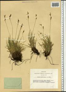 Carex pediformis C.A.Mey., Siberia, Altai & Sayany Mountains (S2) (Russia)
