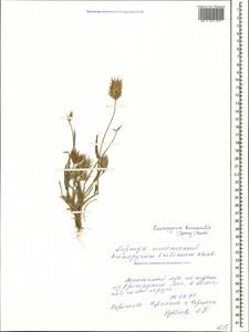 Eremopyrum bonaepartis (Spreng.) Nevski, Caucasus, Stavropol Krai, Karachay-Cherkessia & Kabardino-Balkaria (K1b) (Russia)