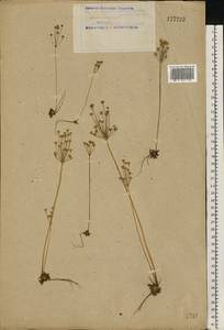 Androsace septentrionalis L., Eastern Europe, Northern region (E1) (Russia)
