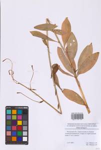Lilium martagon L., Eastern Europe, Moscow region (E4a) (Russia)