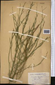 Chondrilla brevirostris Fisch. & C. A. Mey., Middle Asia, Caspian Ustyurt & Northern Aralia (M8) (Kazakhstan)