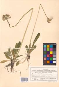 Primula fistulosa Turkev., Siberia, Russian Far East (S6) (Russia)