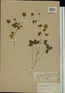 Trifolium hybridum L., Eastern Europe, Western region (E3) (Russia)
