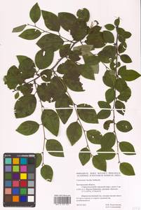 Cotoneaster acutifolius Turcz., Eastern Europe, Central forest-and-steppe region (E6) (Russia)