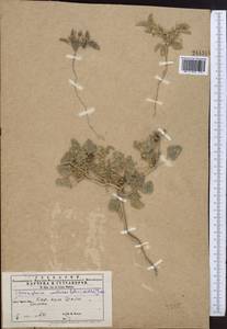Chrozophora tinctoria (L.) A.Juss., Middle Asia, Kopet Dag, Badkhyz, Small & Great Balkhan (M1) (Turkmenistan)