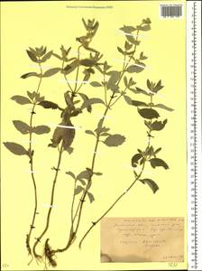 Marrubium peregrinum L., Eastern Europe, Rostov Oblast (E12a) (Russia)