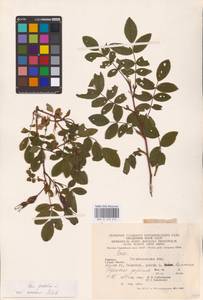Rosa pendulina L., Eastern Europe, West Ukrainian region (E13) (Ukraine)