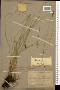 Carex spicata subsp. spicata, Caucasus, Dagestan (K2) (Russia)