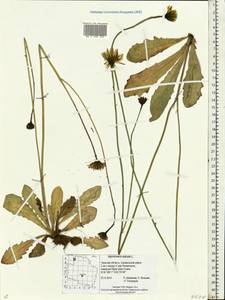 Hypochaeris radicata L., Eastern Europe, North-Western region (E2) (Russia)