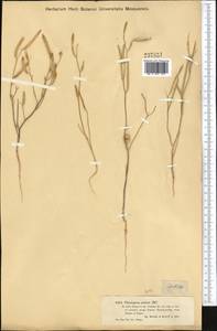 Diptychocarpus strictus (Fisch. ex M.Bieb.) Trautv., Middle Asia, Muyunkumy, Balkhash & Betpak-Dala (M9) (Kazakhstan)