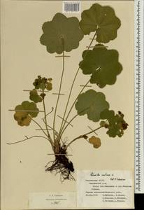 Alchemilla ventiana V. N. Tikhom., Eastern Europe, Middle Volga region (E8) (Russia)