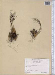 Oreojuncus trifidus (L.) Záv. Drábk. & Kirschner, America (AMER) (Greenland)
