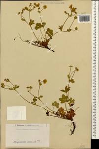 Potentilla crantzii (Crantz) Beck, Caucasus, Armenia (K5) (Armenia)
