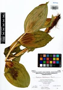 Veratrum lobelianum Bernh., Siberia, Baikal & Transbaikal region (S4) (Russia)