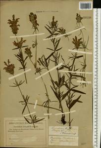Dracocephalum ruyschiana L., Eastern Europe, Middle Volga region (E8) (Russia)