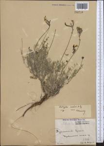 Astragalus sumbari Popov, Middle Asia, Kopet Dag, Badkhyz, Small & Great Balkhan (M1) (Turkmenistan)