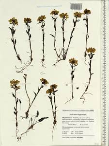 Pedicularis lapponica L., Eastern Europe, Northern region (E1) (Russia)