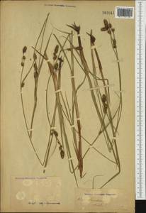 Carex buxbaumii Wahlenb., Western Europe (EUR) (Not classified)
