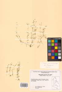 Sagina japonica (Sw. ex Steud.) Ohwi, Siberia, Russian Far East (S6) (Russia)