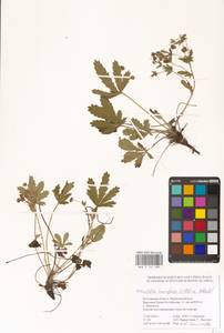 Potentilla humifusa Willd. ex D. F. K. Schltdl., Eastern Europe, Rostov Oblast (E12a) (Russia)