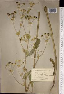 Bupleurum aureum Fisch., Siberia, Altai & Sayany Mountains (S2) (Russia)