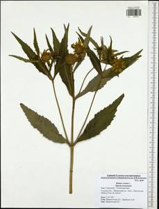 Bidens cernua L., Eastern Europe, Central region (E4) (Russia)