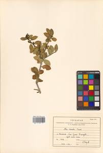 Ilex crenata Thunb., Siberia, Russian Far East (S6) (Russia)