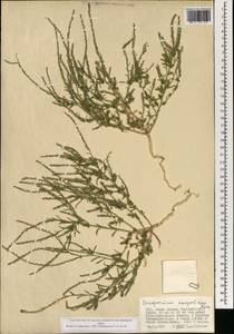 Corispermum mongolicum Iljin, Mongolia (MONG) (Mongolia)