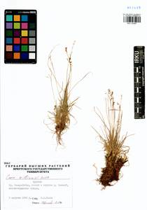 Carex williamsii Britton, Siberia, Baikal & Transbaikal region (S4) (Russia)