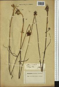 Allium vineale L., Western Europe (EUR) (Germany)