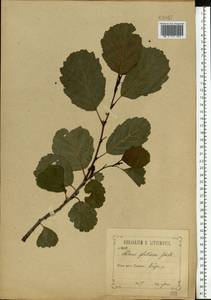Alnus glutinosa (L.) Gaertn., Eastern Europe, Central forest-and-steppe region (E6) (Russia)