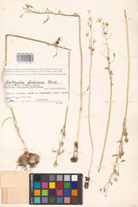 Ornithogalum fischerianum Krasch., Eastern Europe, Lower Volga region (E9) (Russia)