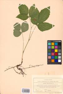 Rubus saxatilis L., Eastern Europe, Moscow region (E4a) (Russia)