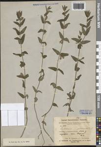 Scutellaria galericulata L., Siberia, Baikal & Transbaikal region (S4) (Russia)