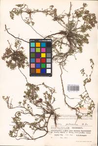 MHA 0 157 344, Thymus pallasianus Heinr.Braun, Eastern Europe, Lower Volga region (E9) (Russia)