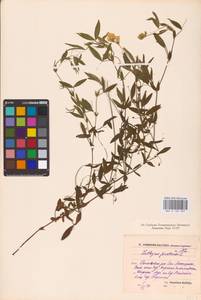 Lathyrus pratensis L., Eastern Europe, North-Western region (E2) (Russia)